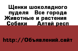 Щенки шоколадного пуделя - Все города Животные и растения » Собаки   . Алтай респ.